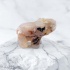 Слон маленький из халцедона цветочного