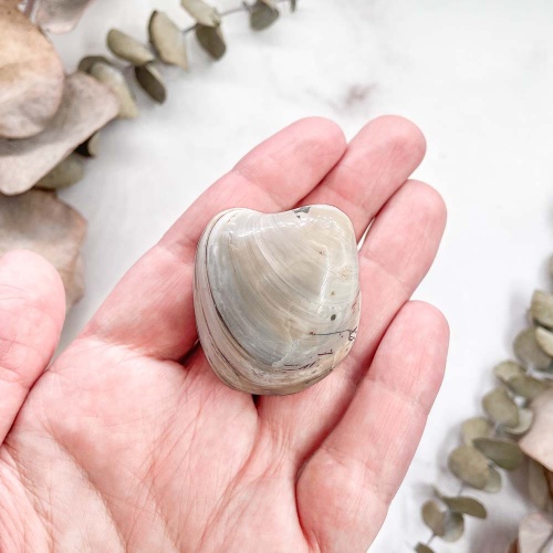 Полированный двустворчатый моллюск Astarte (Bivalve)