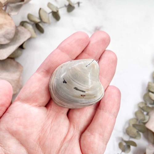 Полированный двустворчатый моллюск Astarte (Bivalve)