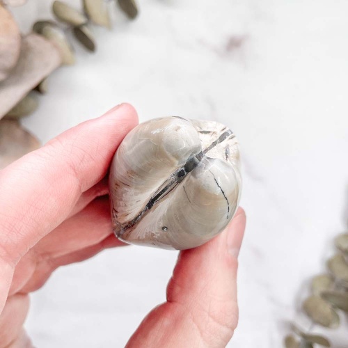 Полированный двустворчатый моллюск Astarte (Bivalve)