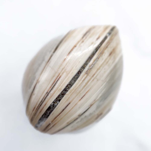 Полированный двустворчатый моллюск Astarte (Bivalve)