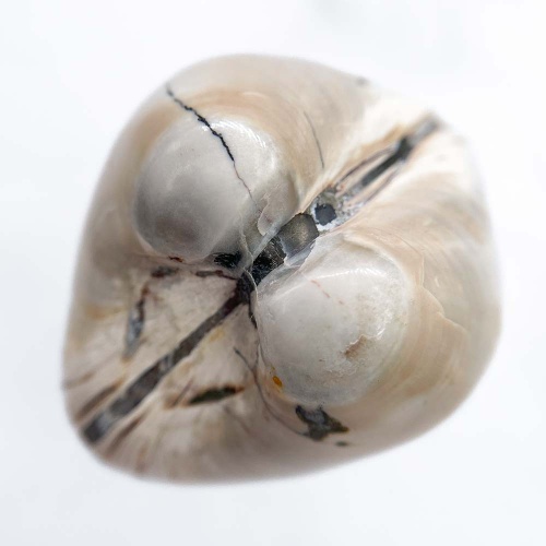 Полированный двустворчатый моллюск Astarte (Bivalve)