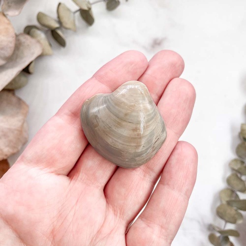 Полированный двустворчатый моллюск Astarte (Bivalve)