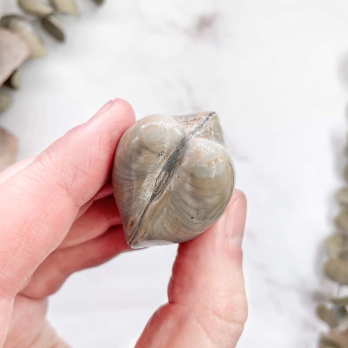 Полированный двустворчатый моллюск Astarte (Bivalve)