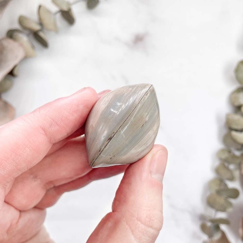 Полированный двустворчатый моллюск Astarte (Bivalve)