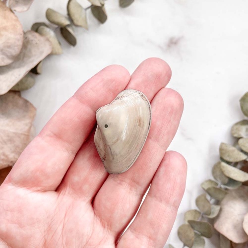 Полированный двустворчатый моллюск Astarte (Bivalve)