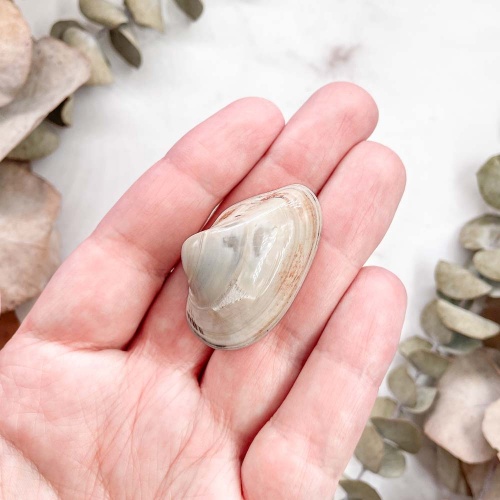 Полированный двустворчатый моллюск Astarte (Bivalve)