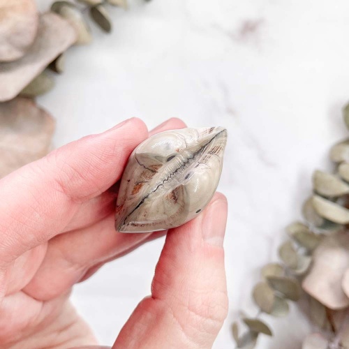 Полированный двустворчатый моллюск Astarte (Bivalve)