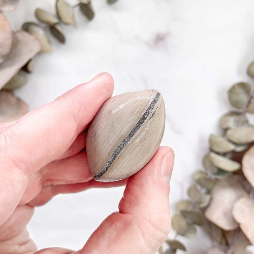 Полированный двустворчатый моллюск Astarte (Bivalve)