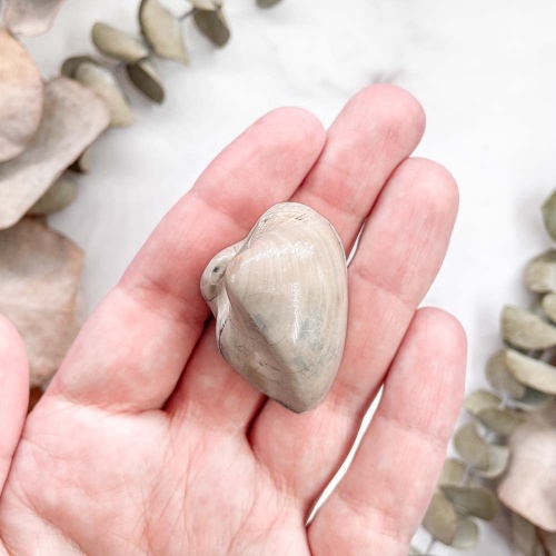 Полированный двустворчатый моллюск Astarte (Bivalve)