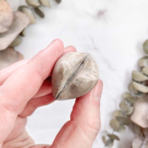 Полированный двустворчатый моллюск Astarte (Bivalve)