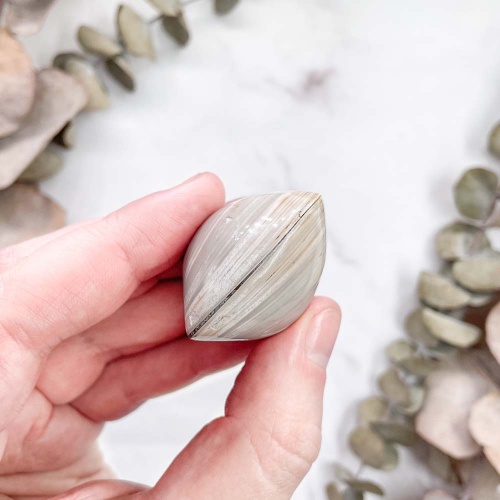 Полированный двустворчатый моллюск Astarte (Bivalve)