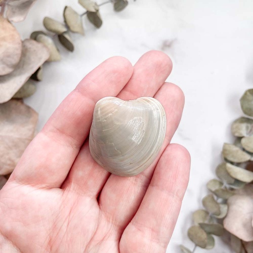 Полированный двустворчатый моллюск Astarte (Bivalve)