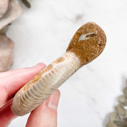 Аммонит Perisphinctes