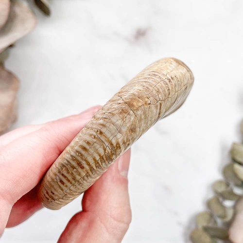 Аммонит Perisphinctes