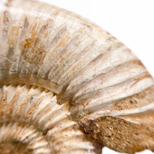 Аммонит Perisphinctes