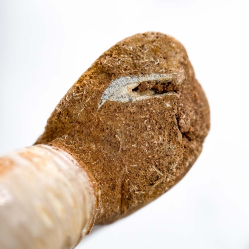 Аммонит Perisphinctes