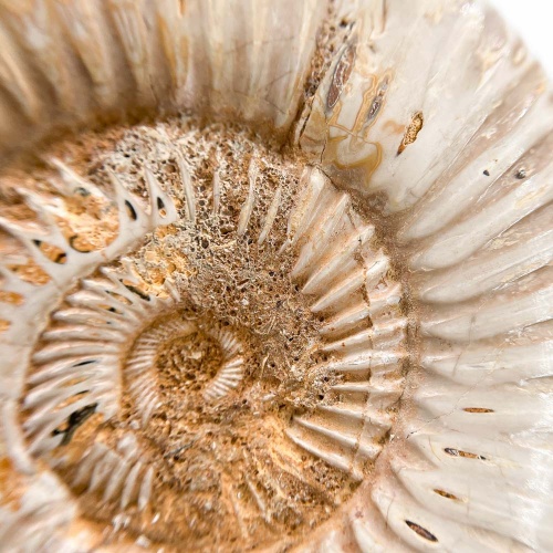 Аммонит Perisphinctes