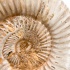 Аммонит Perisphinctes