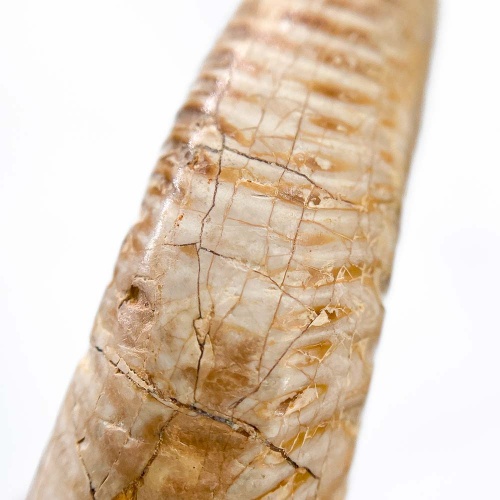 Аммонит Perisphinctes