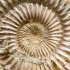 Аммонит Perisphinctes