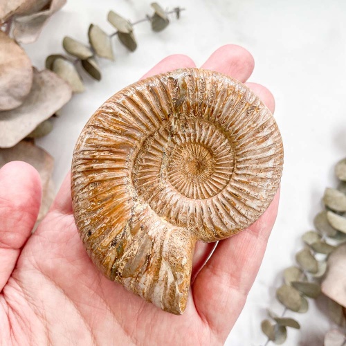 Аммонит Perisphinctes