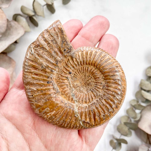 Аммонит Perisphinctes