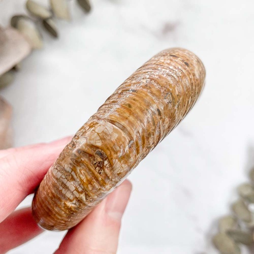 Аммонит Perisphinctes