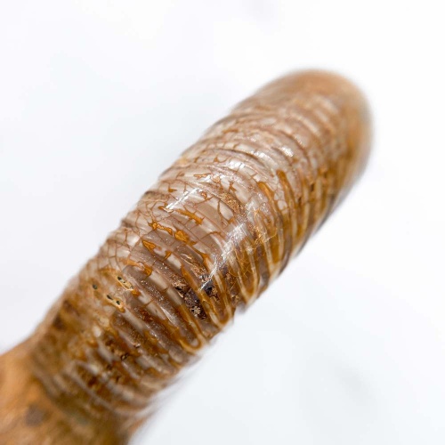 Аммонит Perisphinctes