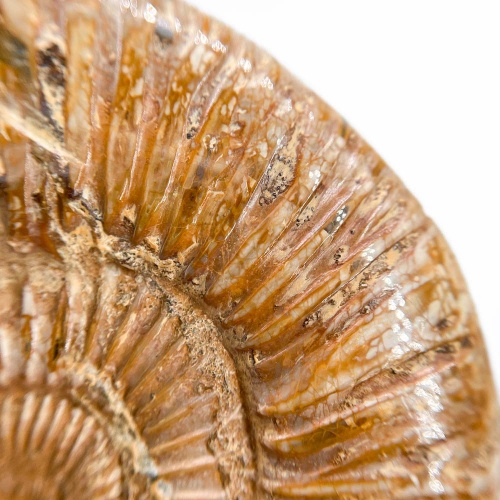 Аммонит Perisphinctes