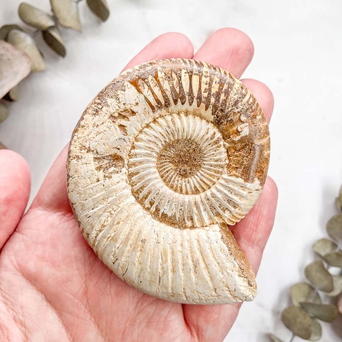 Аммонит Perisphinctes