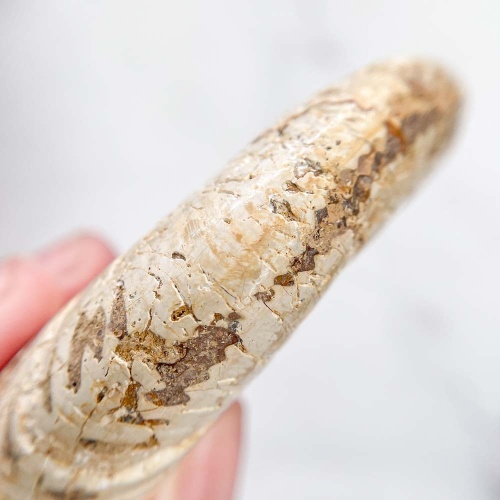 Аммонит Perisphinctes