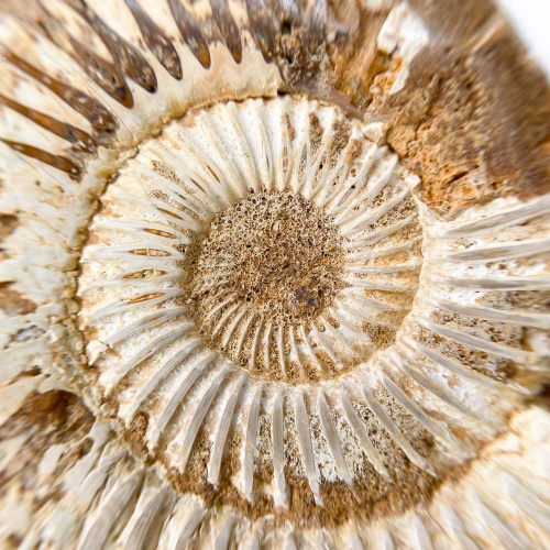 Аммонит Perisphinctes