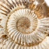 Аммонит Perisphinctes