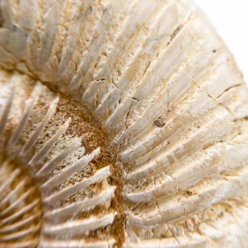 Аммонит Perisphinctes