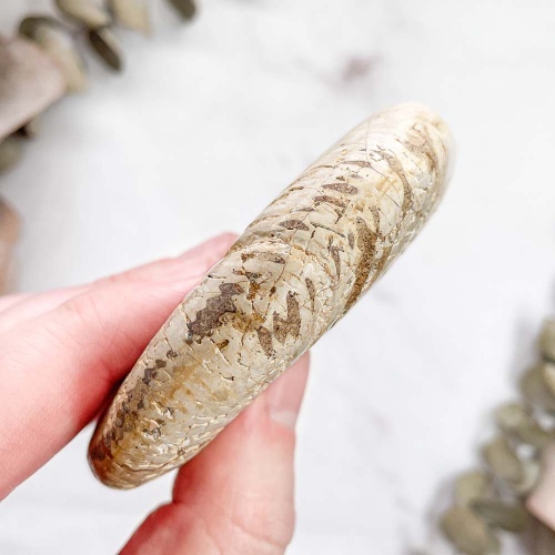 Аммонит Perisphinctes