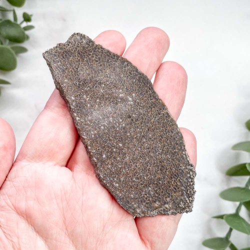 Кость динозавра окварцованная (Динобон), пластина