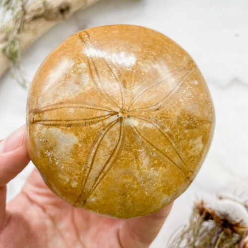 Ёж Pygurus depressus