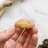 Ёж Pygurus sp