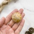 Ёж Pygurus sp