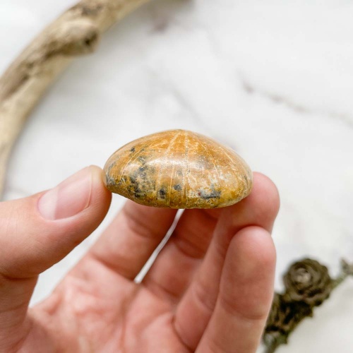 Ёж Pygurus sp