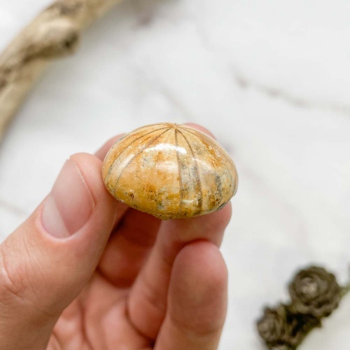 Ёж Pygurus sp