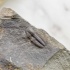 Трилобит Elipsocephalus hoffi