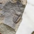 Трилобит Elipsocephalus hoffi