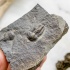 Трилобит Elipsocephalus hoffi