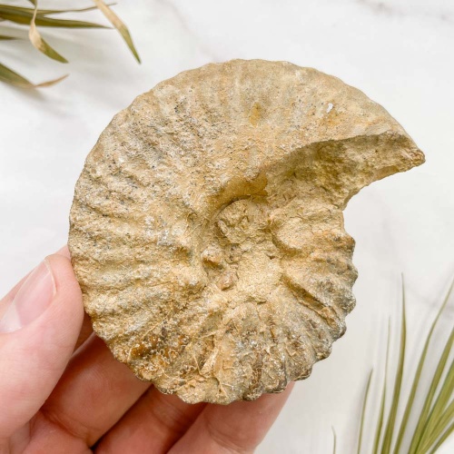 Аммонит Semenovites sp.