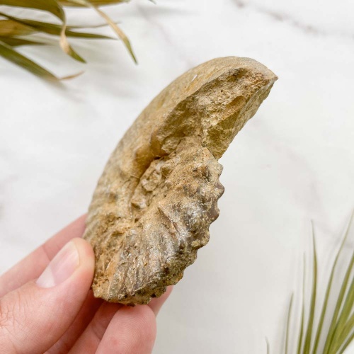 Аммонит Semenovites sp.