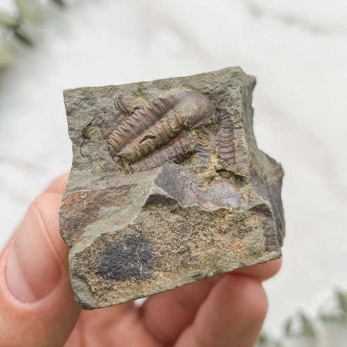 Трилобит Elipsocephalus hoffi