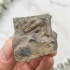 Трилобит Elipsocephalus hoffi