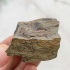 Трилобит Elipsocephalus hoffi